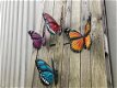 vlinders , vleugels,vlinder - 2 - Thumbnail
