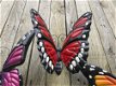 vlinders , vleugels,vlinder - 3 - Thumbnail