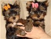 Kc-geregistreerde Yorkshire Terrier-puppy's - 0 - Thumbnail