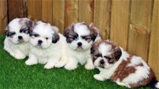 Prachtige shih tzu-puppy's met stamboom voor liefdevolle huizen