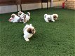 Prachtige shih tzu-puppy's met stamboom voor liefdevolle huizen - 1 - Thumbnail