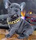 Leuke Franse Bulldog-puppy's - 2 - Thumbnail