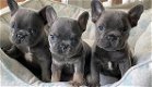 Leuke Franse Bulldog-puppy's - 3 - Thumbnail