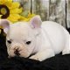 Leuke Franse Bulldog-puppy's - 5 - Thumbnail