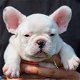 Leuke Franse Bulldog-puppy's - 6 - Thumbnail