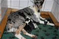 Te koop Schotse Herdershond korthaar(collie) pups met stamboom FCI - 1 - Thumbnail