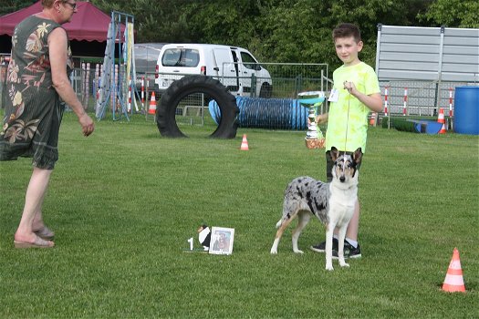 Te koop Schotse Herdershond korthaar(collie) pups met stamboom FCI - 3