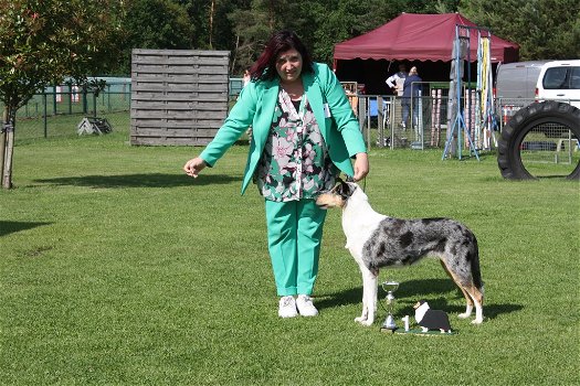 Te koop Schotse Herdershond korthaar(collie) pups met stamboom FCI - 4