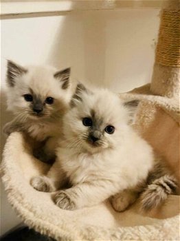 Ragdoll katten ter adoptie - 2