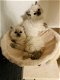 Ragdoll katten ter adoptie - 3 - Thumbnail