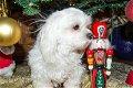 Prachtige Maltese pups te koop - 0 - Thumbnail