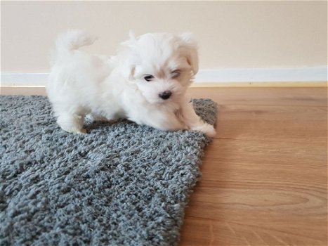 Prachtige Maltese pups te koop - 3