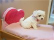 Prachtige Maltese pups te koop - 4 - Thumbnail