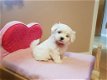 Prachtige Maltese pups te koop - 5 - Thumbnail