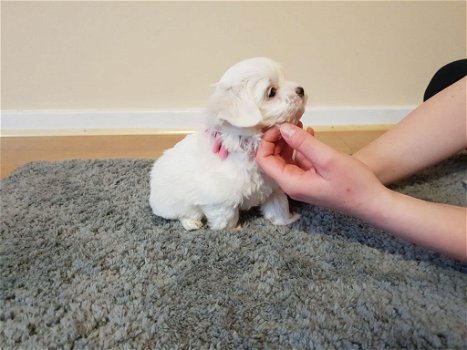 Prachtige Maltese pups te koop - 6