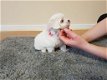 Prachtige Maltese pups te koop - 6 - Thumbnail