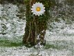 tuindecoratie , bloem , margriet - 0 - Thumbnail
