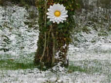 tuindecoratie , bloem , margriet