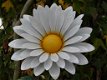 tuindecoratie , bloem , margriet - 3 - Thumbnail