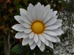 tuindecoratie , bloem , margriet - 5 - Thumbnail