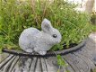 konijn,beeld van schattig klein konijntje - 0 - Thumbnail