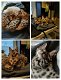 Bengaal Black Tabby rosseted kittens (allemaal poesjes) - 0 - Thumbnail