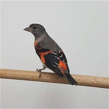 Te koop prachtige koppels kapoetsensijzen Carduelis cucullata - 1