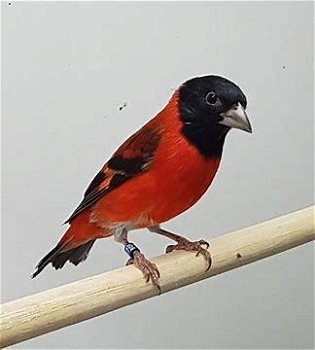 Te koop prachtige koppels kapoetsensijzen Carduelis cucullata - 5