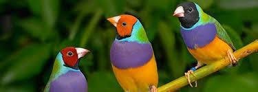 Geslachtsbepaling van alle soorten Tropische vogels - 1