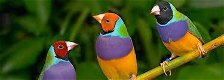 Geslachtsbepaling van alle soorten Tropische vogels - 1 - Thumbnail