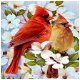 Te koop onverwante koppels rode kardinalen - 3 - Thumbnail