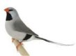 split voor grijze spitsstaartamadines losse vogels - 0 - Thumbnail