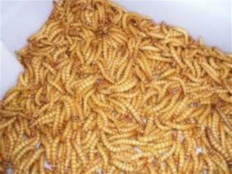 Te koop goede mooie levende meelwormen van een perfect forma - 0