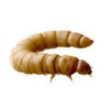 Te koop goede mooie levende meelwormen van een perfect forma - 1