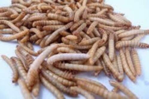 Te koop goede mooie levende meelwormen van een perfect forma - 5