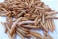 Te koop goede mooie levende meelwormen van een perfect forma - 5 - Thumbnail