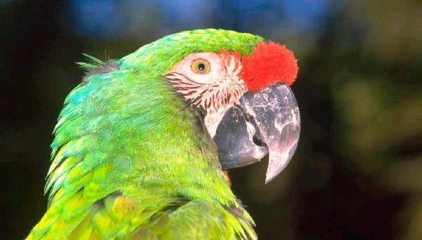 Geslachtsbepaling van papegaaien en parkieten - 1
