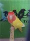 Gezocht goede gebruikte vogelkooien / papagaaienkooien en vo - 2 - Thumbnail