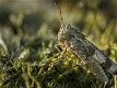 Voor uw reptielen Middelmaat levende Sprinkhanen te koop - 4 - Thumbnail