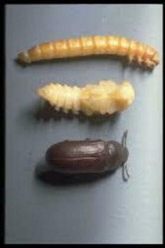 Verwen uw reptiel met levende Meelwormen van uitstekend kwaliteit - 3
