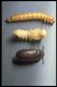 Verwen uw reptiel met levende Meelwormen van uitstekend kwaliteit - 3 - Thumbnail