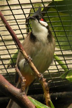 TTe koop losse mannen Roodoorbuulbuul met DNA vogels zijn van 2023 (Pycnonotus jocosus) - 1