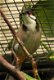 TTe koop losse mannen Roodoorbuulbuul met DNA vogels zijn van 2023 (Pycnonotus jocosus) - 1 - Thumbnail