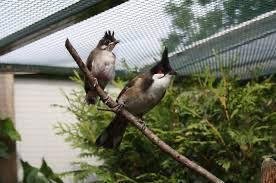 TTe koop losse mannen Roodoorbuulbuul met DNA vogels zijn van 2023 (Pycnonotus jocosus) - 4
