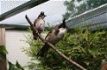 TTe koop losse mannen Roodoorbuulbuul met DNA vogels zijn van 2023 (Pycnonotus jocosus) - 4 - Thumbnail