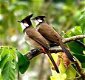 TTe koop losse mannen Roodoorbuulbuul met DNA vogels zijn van 2023 (Pycnonotus jocosus) - 5 - Thumbnail