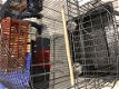 Prachtige nieuwe papegaaienkooi met open bovenkant en op losse troley - 2 - Thumbnail
