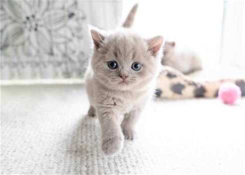 Britse korthaar kittens met stamboom. Lilac kleur - 3