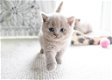 Britse korthaar kittens met stamboom. Lilac kleur - 3 - Thumbnail