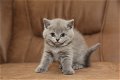 Britse korthaar kittens met stamboom. Lilac kleur - 4 - Thumbnail